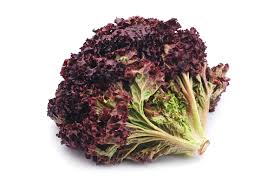 Iceberg & Red Romaine Lettuce Seed Variety