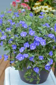 Petunia Flower Seeds for Planting Sky Blue