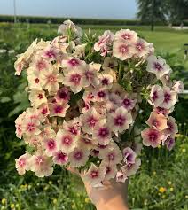 Rare Phlox Flower Seeds – Plant & Grow