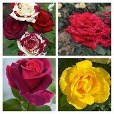 mixed rose seeds Rare Rose Seeds for Planting – Heirloom, Non-GMO, Mixed Varieties, Per – Pure Asia Seeds