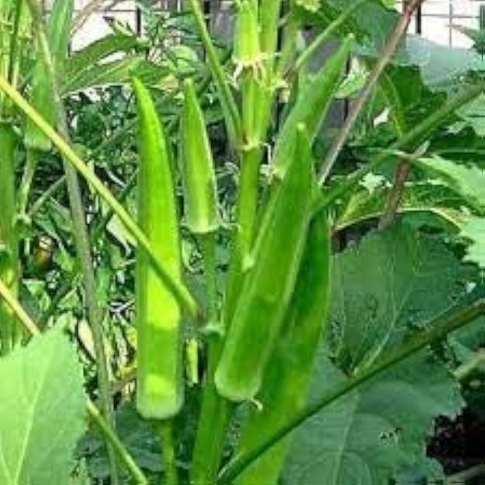 Okra Seeds-Fresh Garden Seeds