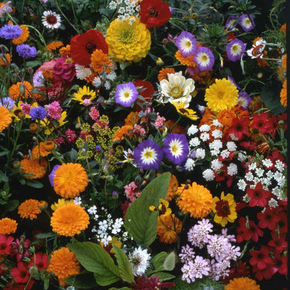 Wildflower Mix Birds Bees & Butterflies