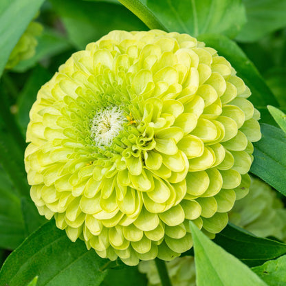 Zinnia Lime Green Flower Seeds for Planting – Fresh Annual Blooms
