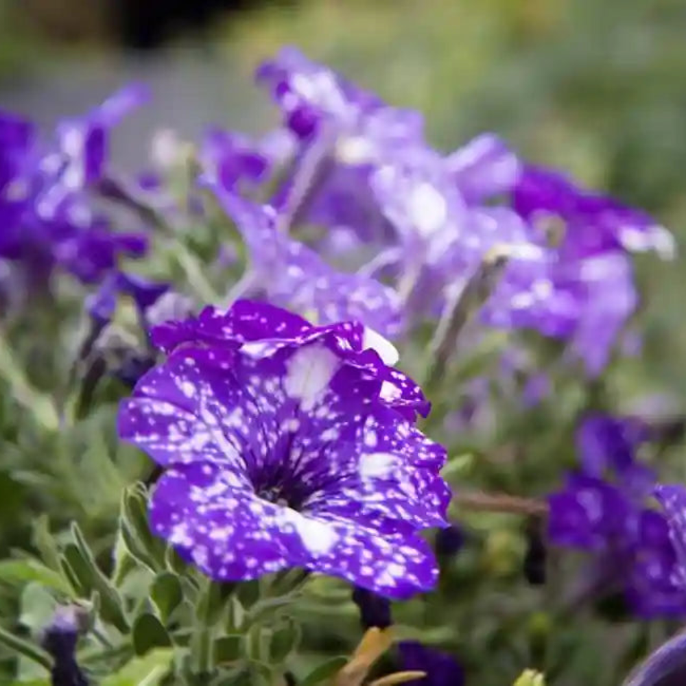 Night Sky Petunia Seeds