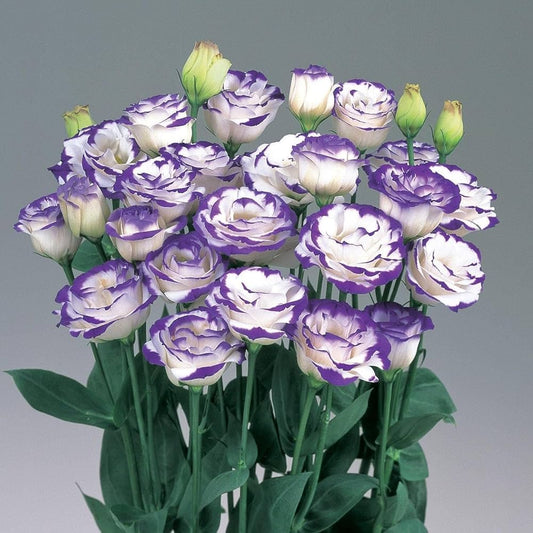 High Quality Lisianthus Seeds for Gorgeous Gardens
