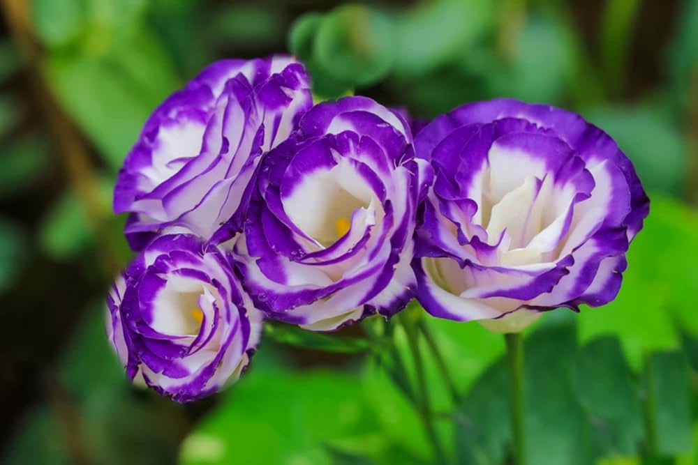 High Quality Lisianthus Seeds for Gorgeous Gardens