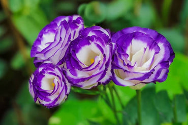 High Quality Lisianthus Seeds for Gorgeous Gardens