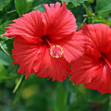 Red Dinner Plate Hibiscus Flower Seeds