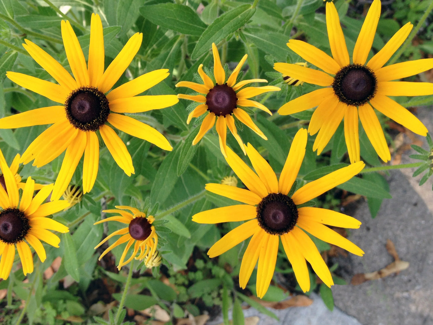 Black-Eyed Susan Flower Seeds