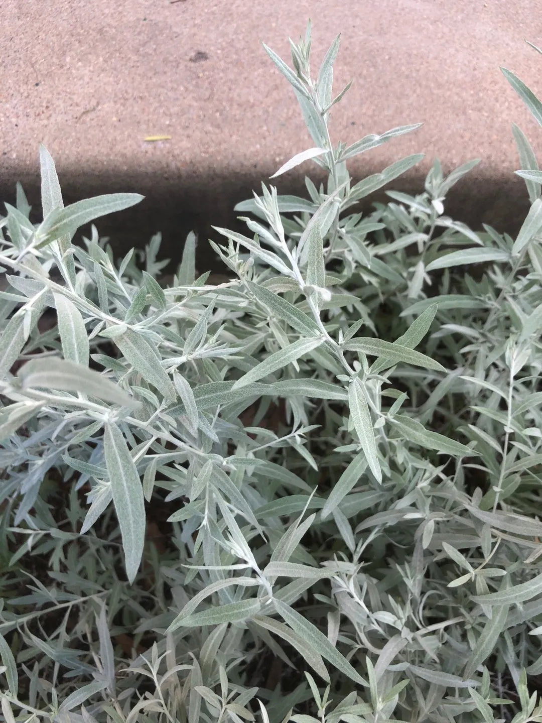 Semi di Erba di Salvia Bianca