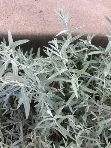 Semi di Erba di Salvia Bianca