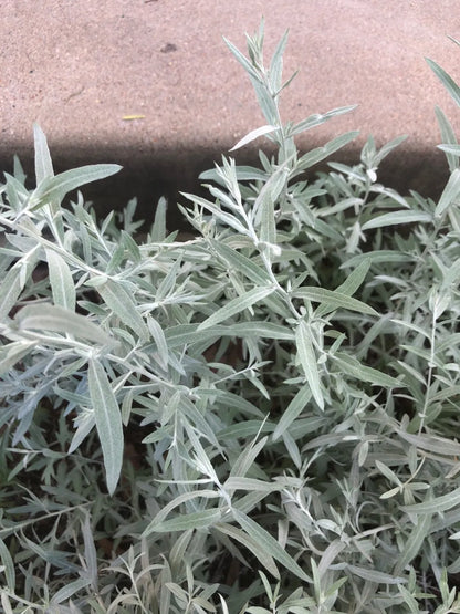 Semi di Erba di Salvia Bianca