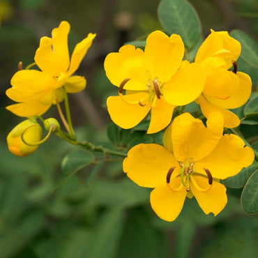 Christmas Senna Flower Seeds