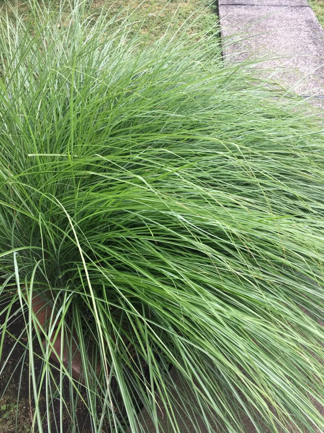 Weeping Lovegrass Herb Seeds