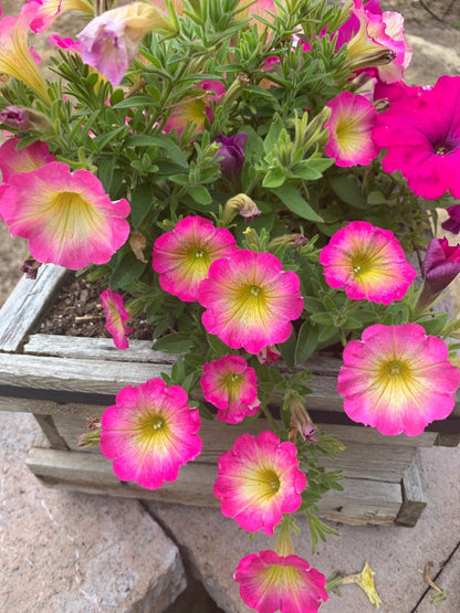 Petunia Supertunia Daybreak Charm Flower Seeds
