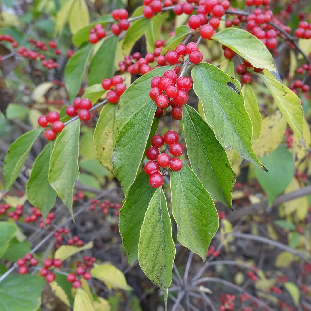 Lonicera Maackii Fruit Seeds