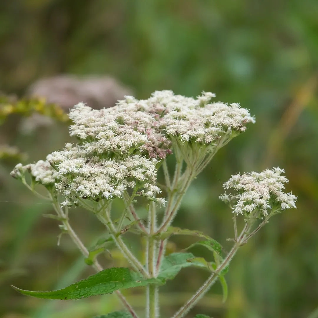 Boneset Flower Seeds (Eupatorium Perfoliatum)