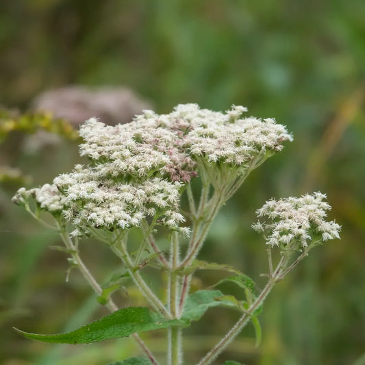 Boneset Flower Seeds (Eupatorium Perfoliatum)