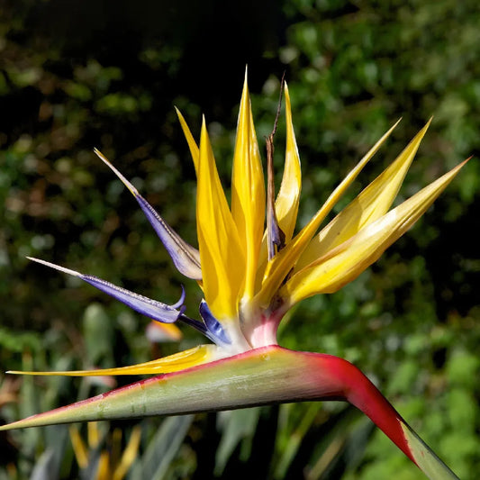 Violet Yellow Strelitzia Flower seeds for Planting - Premium Quality, Heirloom & GMO Free Seeds for Home Garden