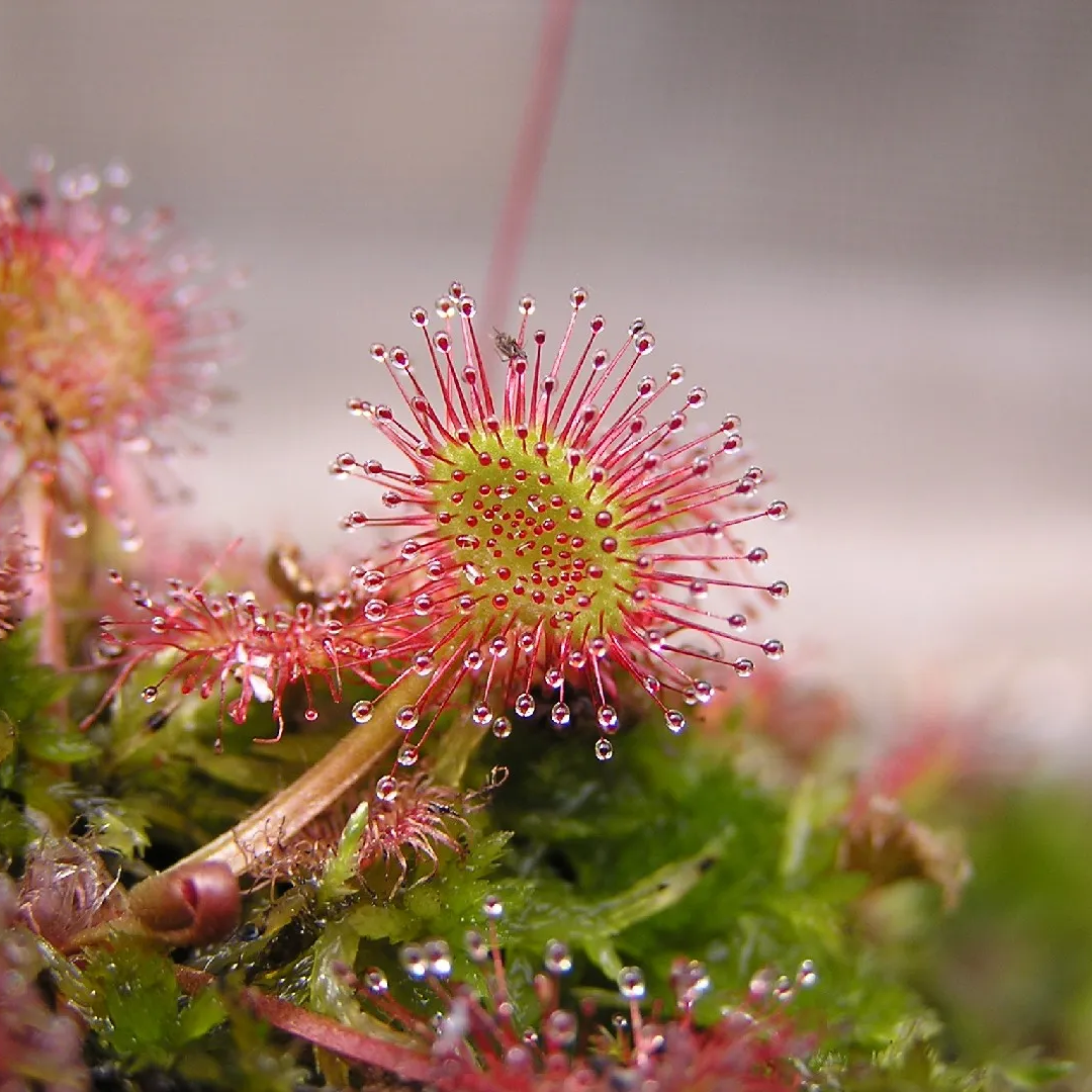 Sundew Flower Seeds