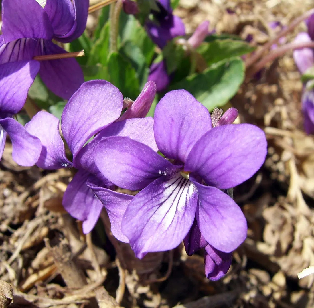 Philippica Flower seeds for Planting Cottage Garden Essential Heirloom & GMO Free Seeds for Home Garden 
 
 Sale for planting in home garden