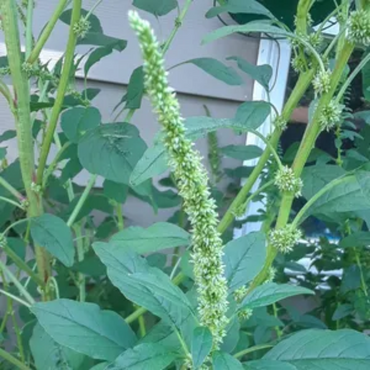 Amaranthus Palmeri (Palmer's Amaranth) Seeds - Hardy & Fast-Growing Edible Green