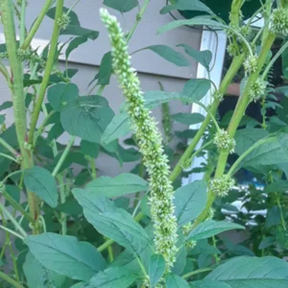 Amaranthus Palmeri (Palmer's Amaranth) Seeds - Hardy & Fast-Growing Edible Green