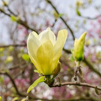 Butterfly Magnolia Flower Seeds