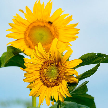 Common Sunflower Seeds