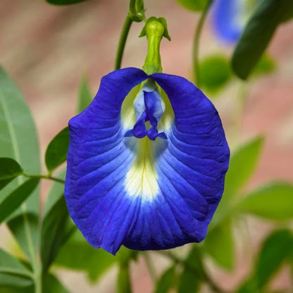 Clitoria Flower seeds for Planting Bright Blooms Heirloom & GMO Free Seeds for Home Garden 
 
 Sale