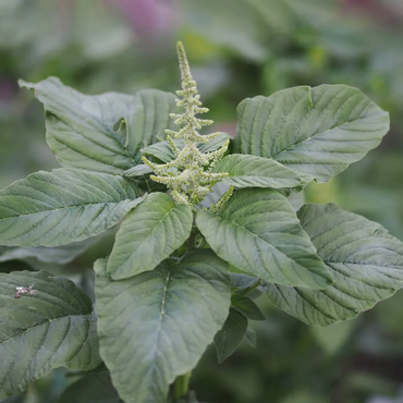 Amaranthus Viridis (Green Amaranth) Seeds - Nutritious Edible Leafy Green