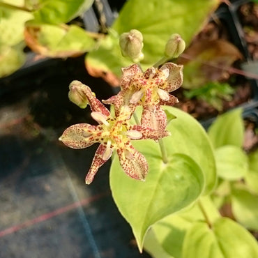 Tricyrtis Puberula Flower Seeds