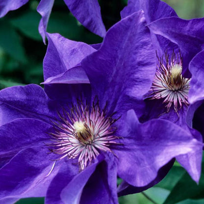Dark Purple Clematis Flower Seeds