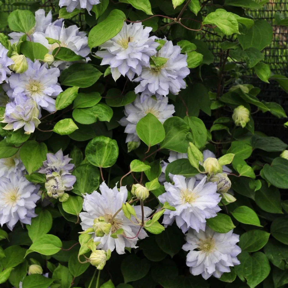 Double Purple & Green Clematis Flower Seeds