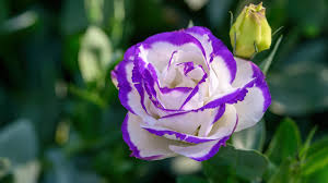 Lisianthus Seeds for Your Floral Garden