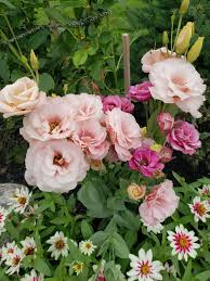 Lisianthus Seeds for Your Floral Garden