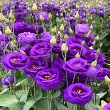 Lisianthus Seeds for Your Floral Garden