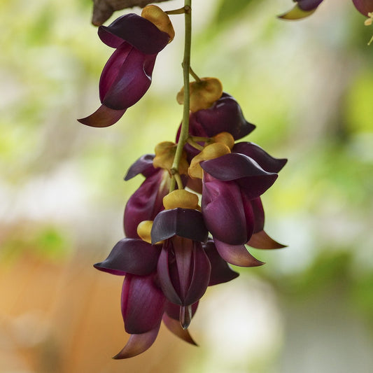 Mucuna Sempervirens Flower Seeds