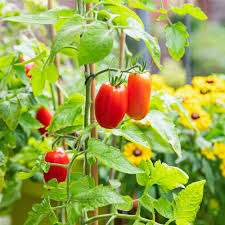 Riesige lange San Marzano Tomatensamen