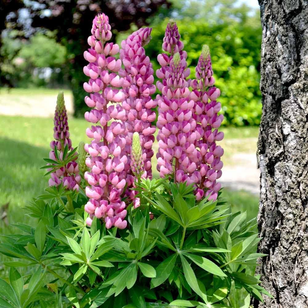 Lupine Wildflower Seeds pink