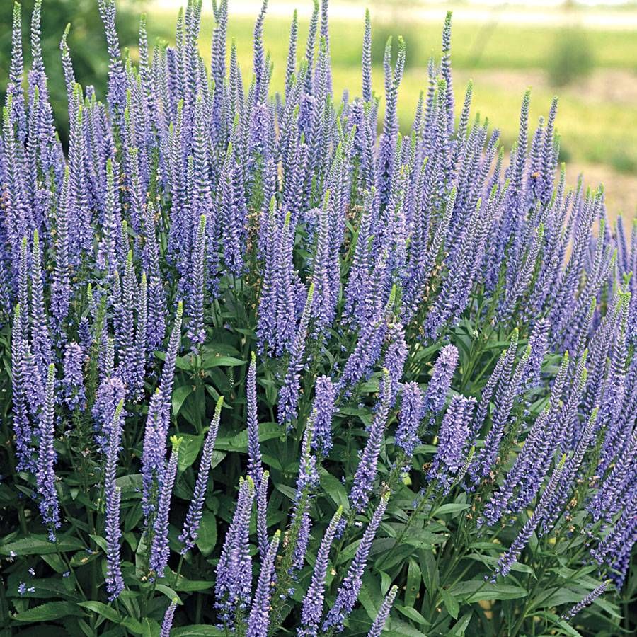 Veronica Spicata Planting for Vibrant Blooms  Seeds for a Lush and Colorful Garden