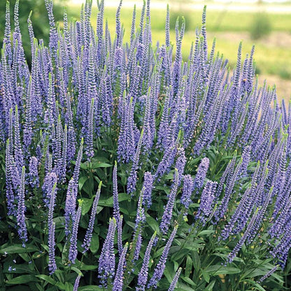 Veronica Spicata Planting for Vibrant Blooms  Seeds for a Lush and Colorful Garden