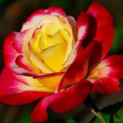 Rote Sahne-Rosenblumensamen zum Pflanzen – Bunte Blütenpracht, Erbstücksamen & Gentechnikfreie Samen für den Hausgarten