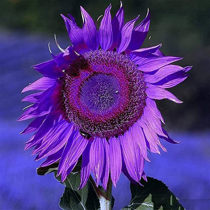 Sunflower Seeds for Planting to Plant purple