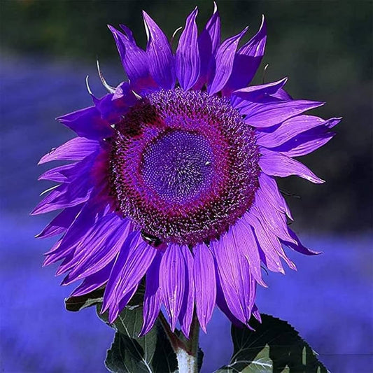 Sunflower Seeds for Planting to Plant purple