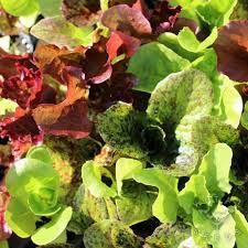 Lettuce Seed Collection