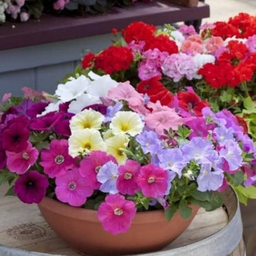 Petunia Hybrid Flower Seeds MIxed