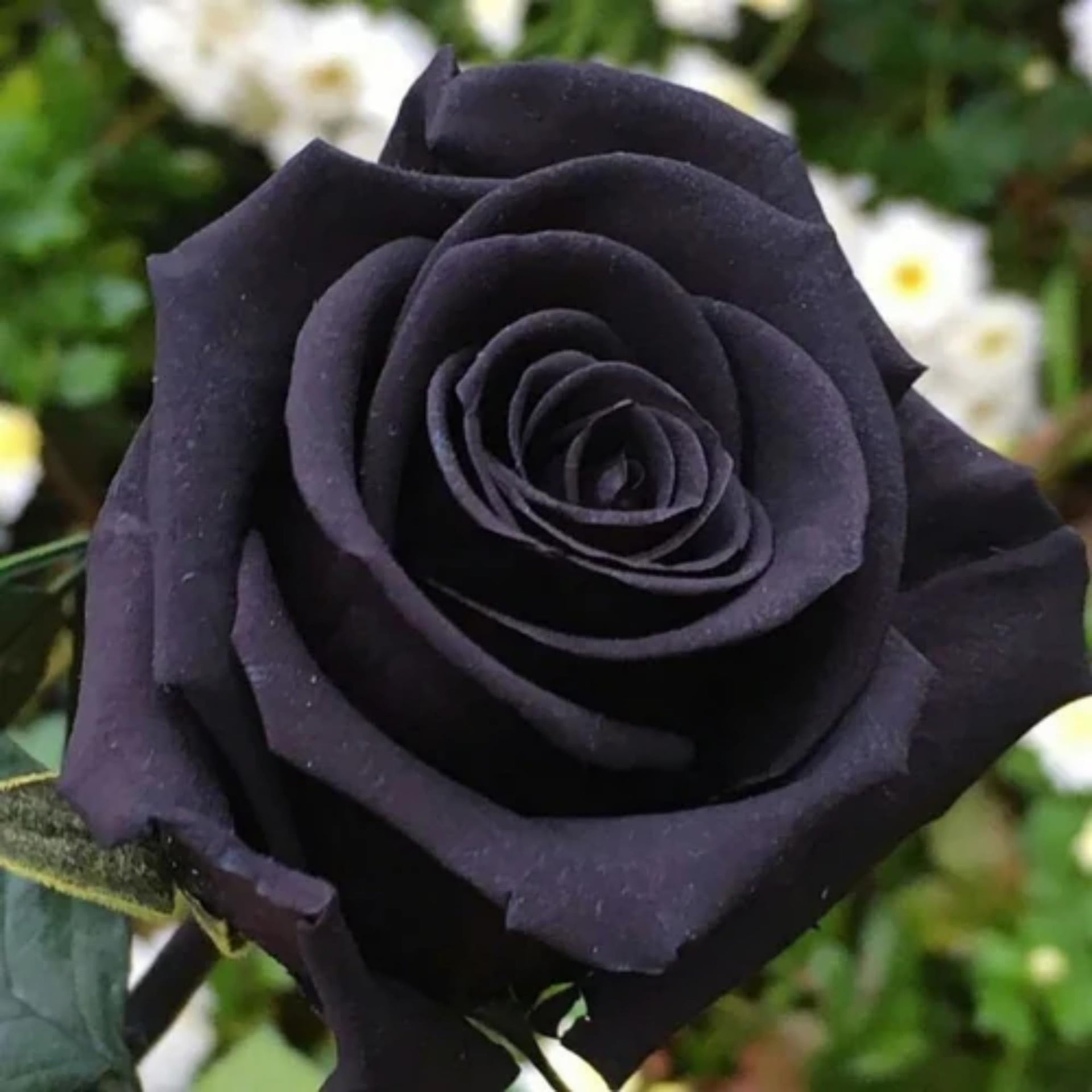 Rare Black Rose Seeds for Planting – Heirloom, Non-GMO, Unique, Perenn –  Pure Asia Seeds