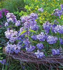 Rare Phlox Flower Seeds – Purple for Planting