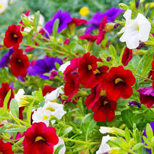 Petunia Hybrid Flower Seeds MIxed